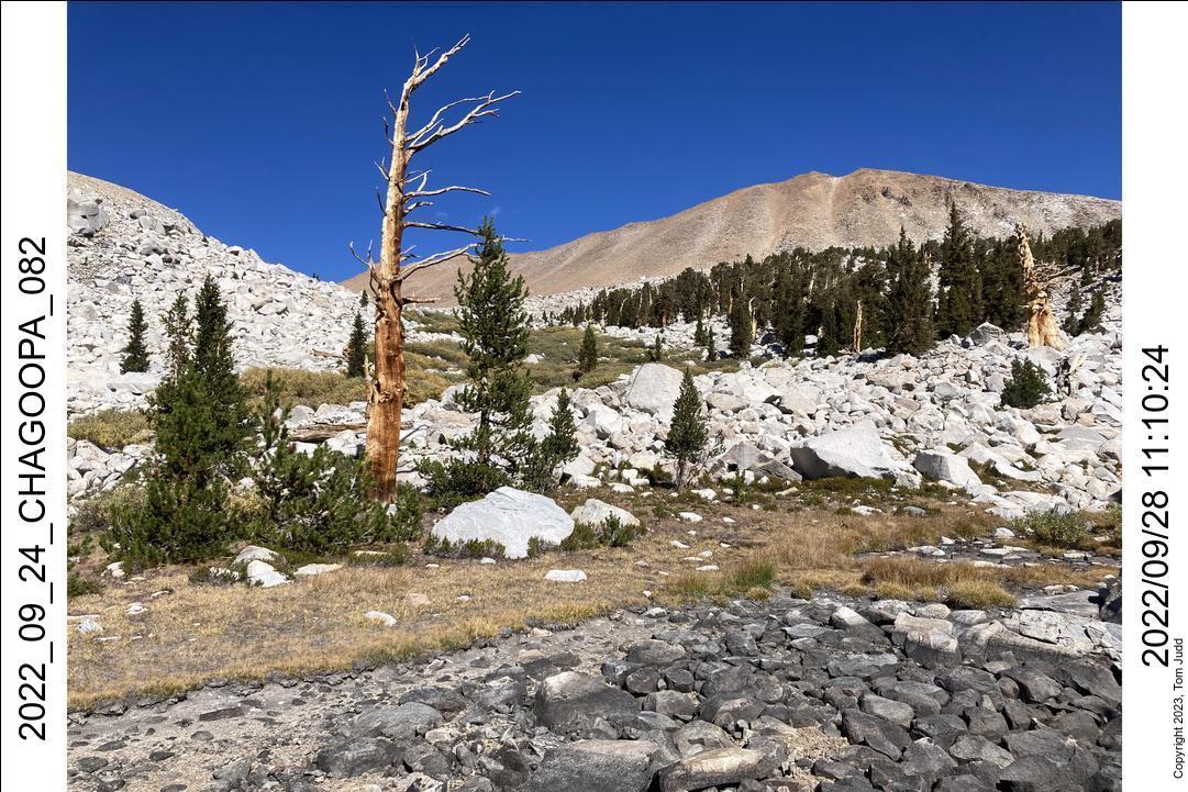 wtn_2022_09_24_chagoopa_082